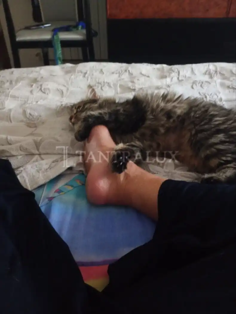 Storia Martina Italiana 17010