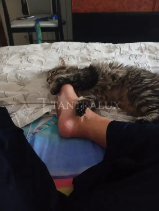 Storia Martina Italiana 17010